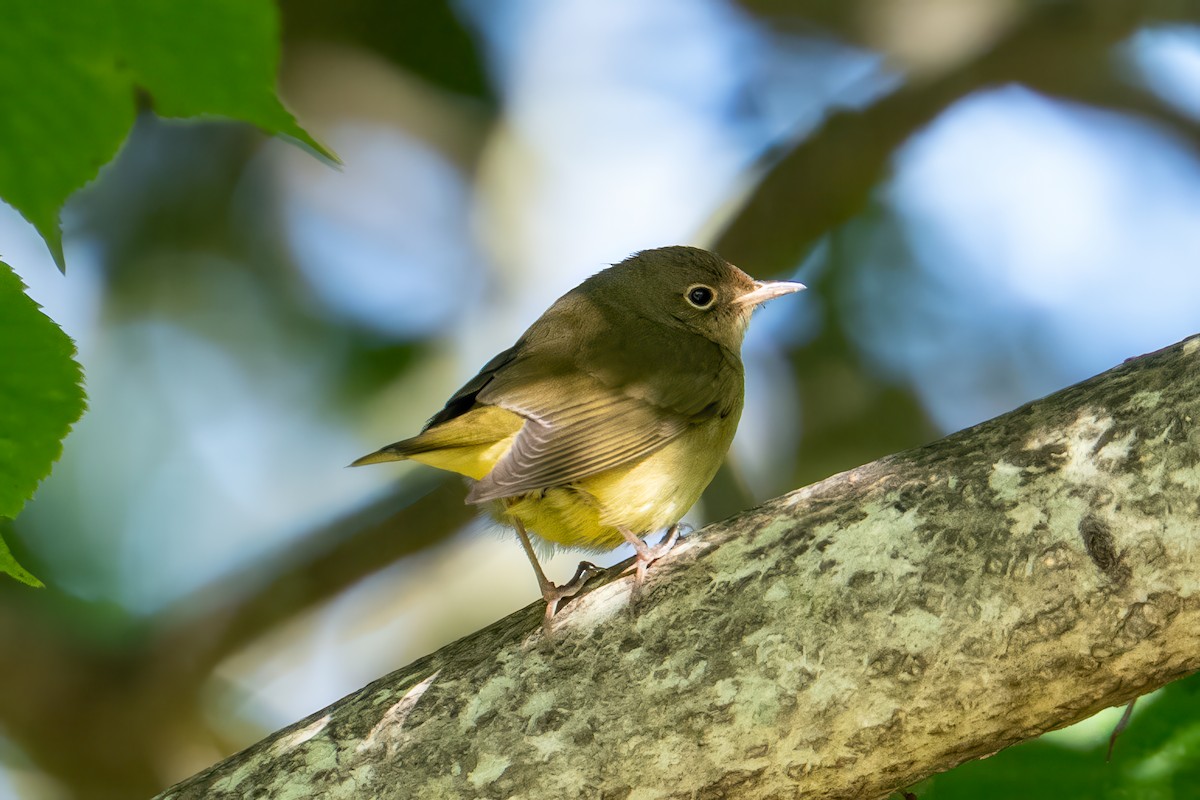 Connecticut Warbler - ML642790541