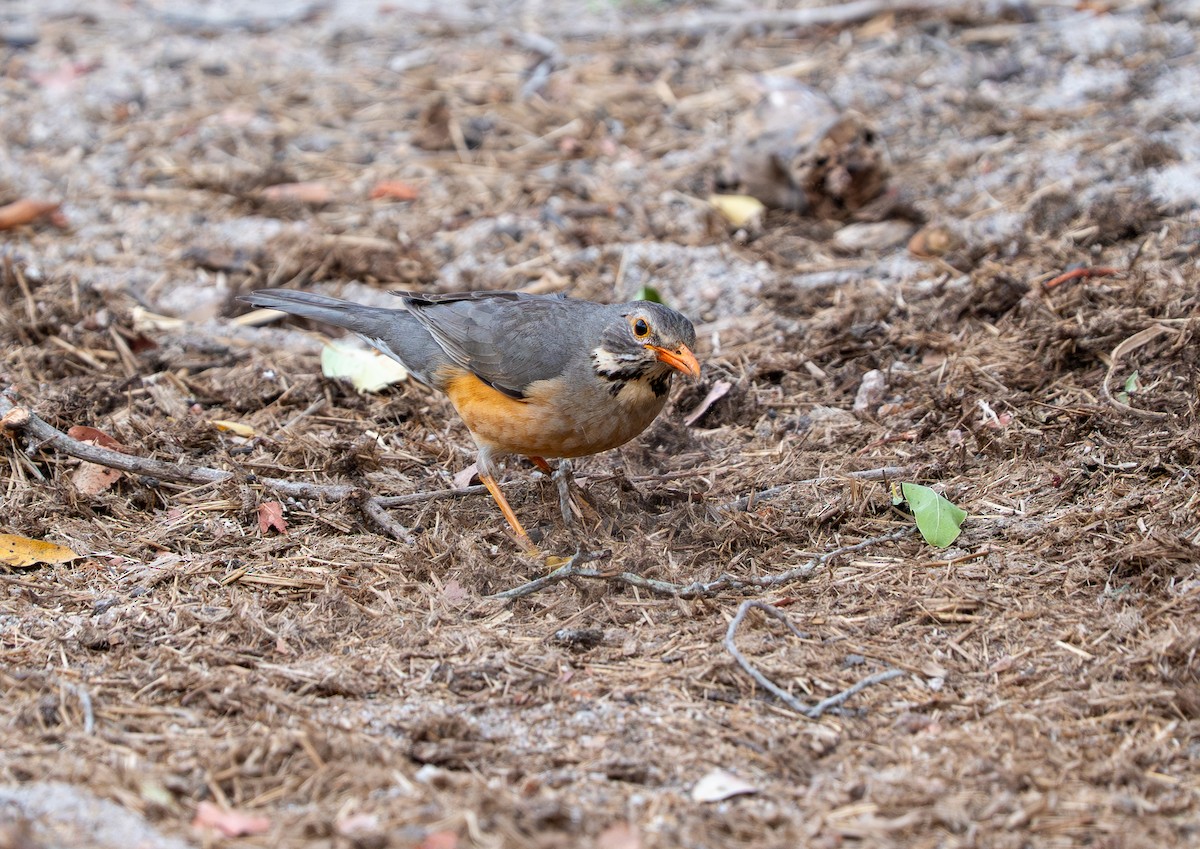 Kurrichane Thrush - ML642790546