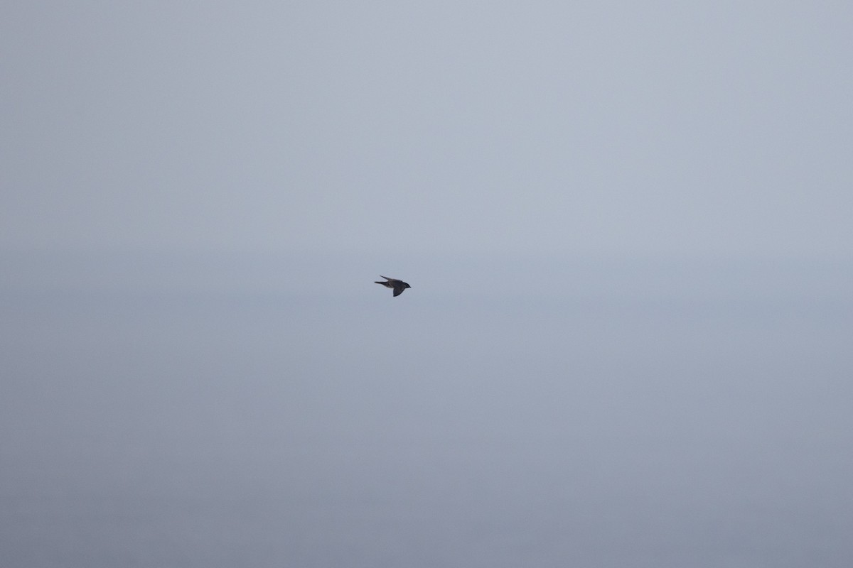 Purple Martin - ML642790562