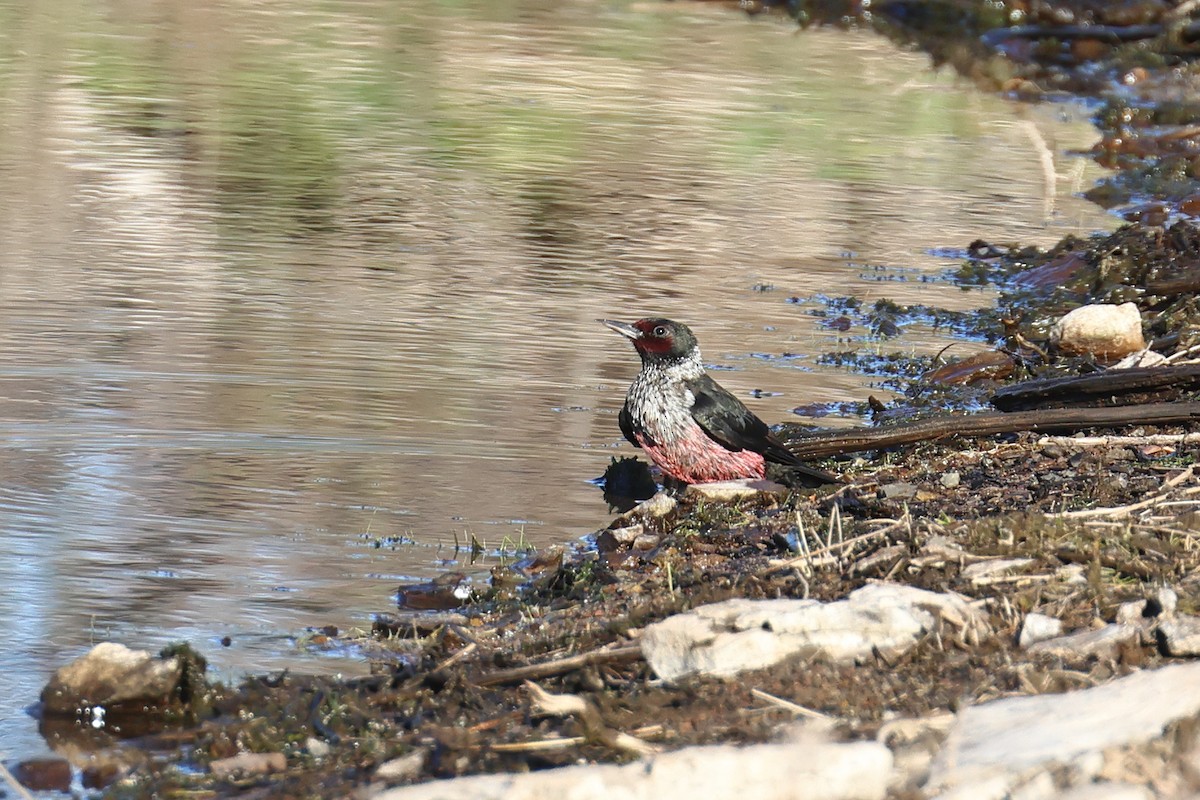 Lewis's Woodpecker - ML642790569