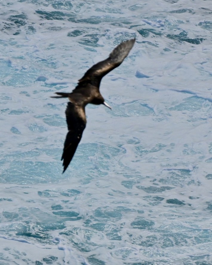 Great Frigatebird - ML642790573