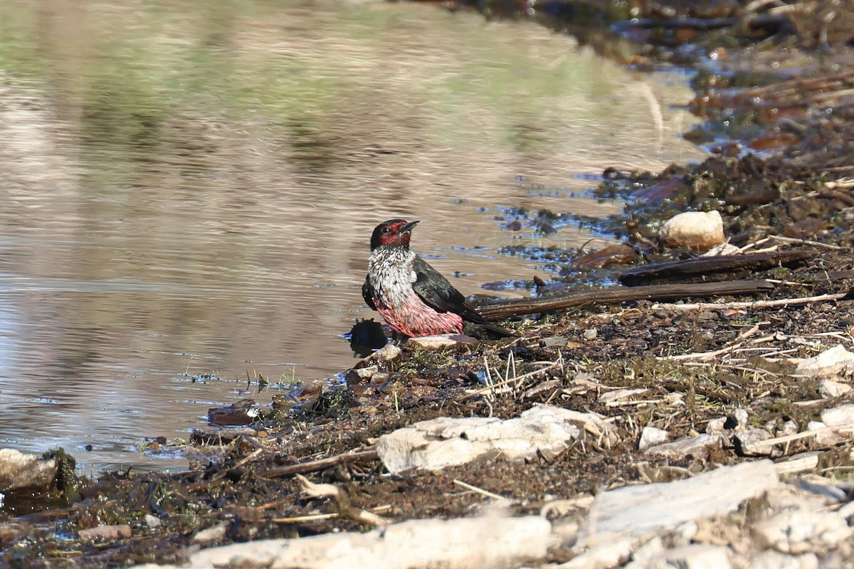 Lewis's Woodpecker - ML642790574