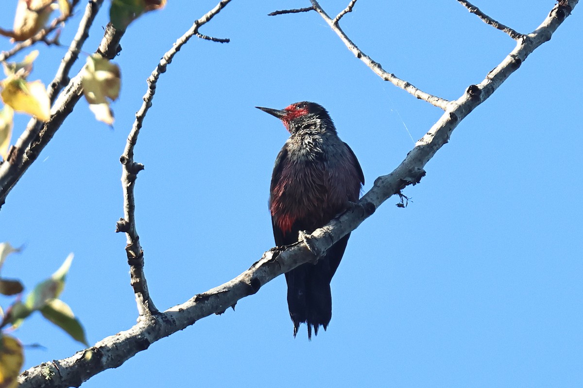 Lewis's Woodpecker - ML642790578