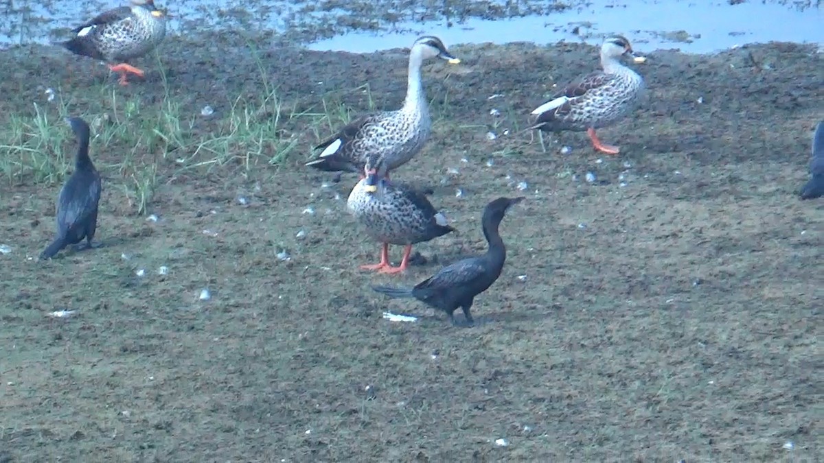 Indian Spot-billed Duck - ML642790595