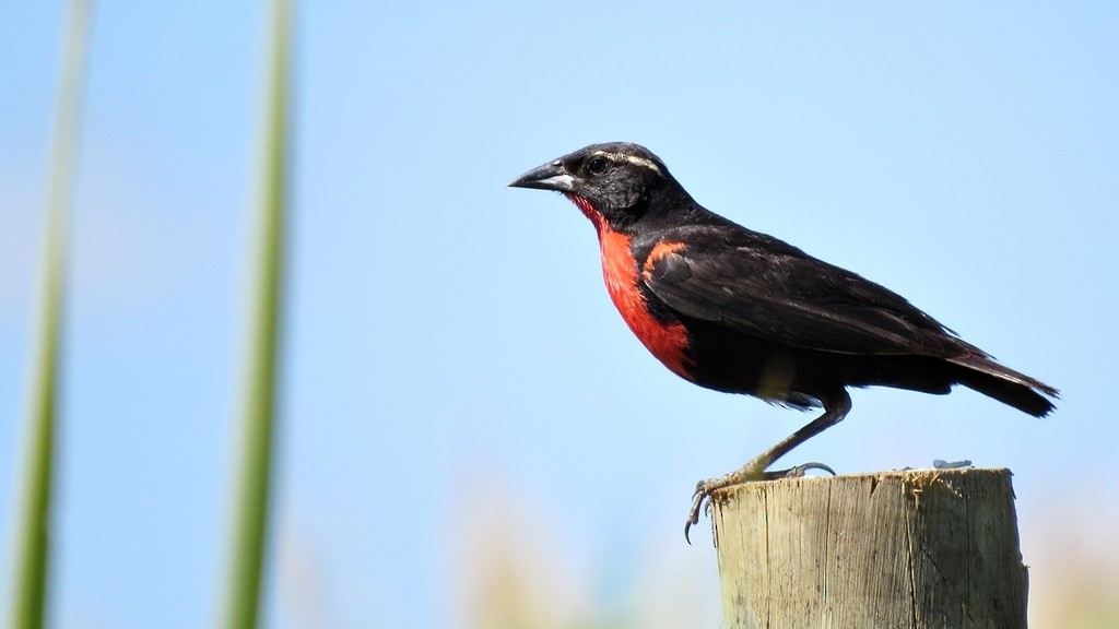 White-browed Meadowlark - ML642790611