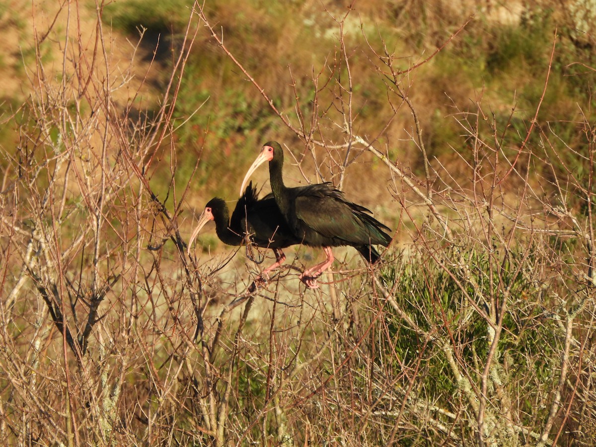 Bare-faced Ibis - ML642790612