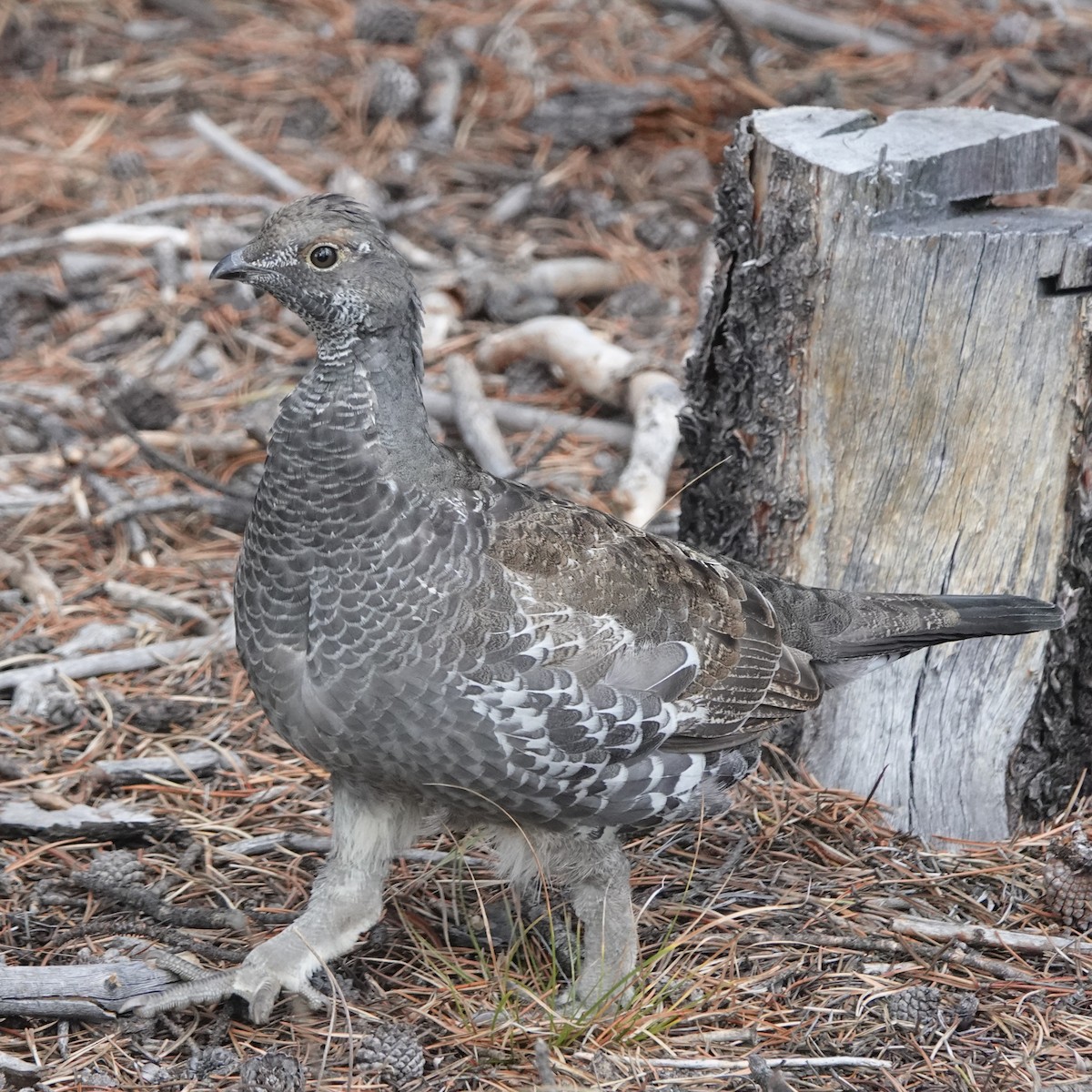 Dusky Grouse - ML642790626