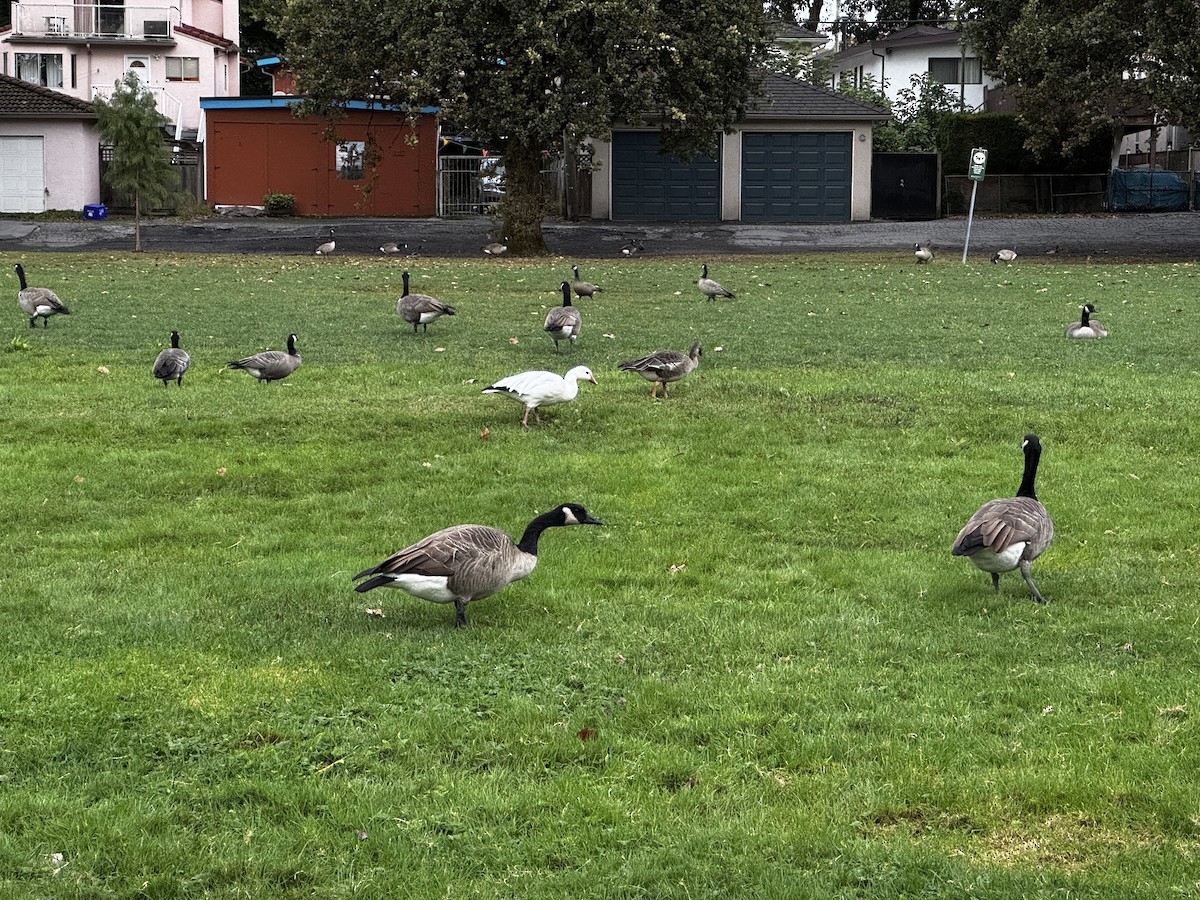Snow Goose - ML642790650