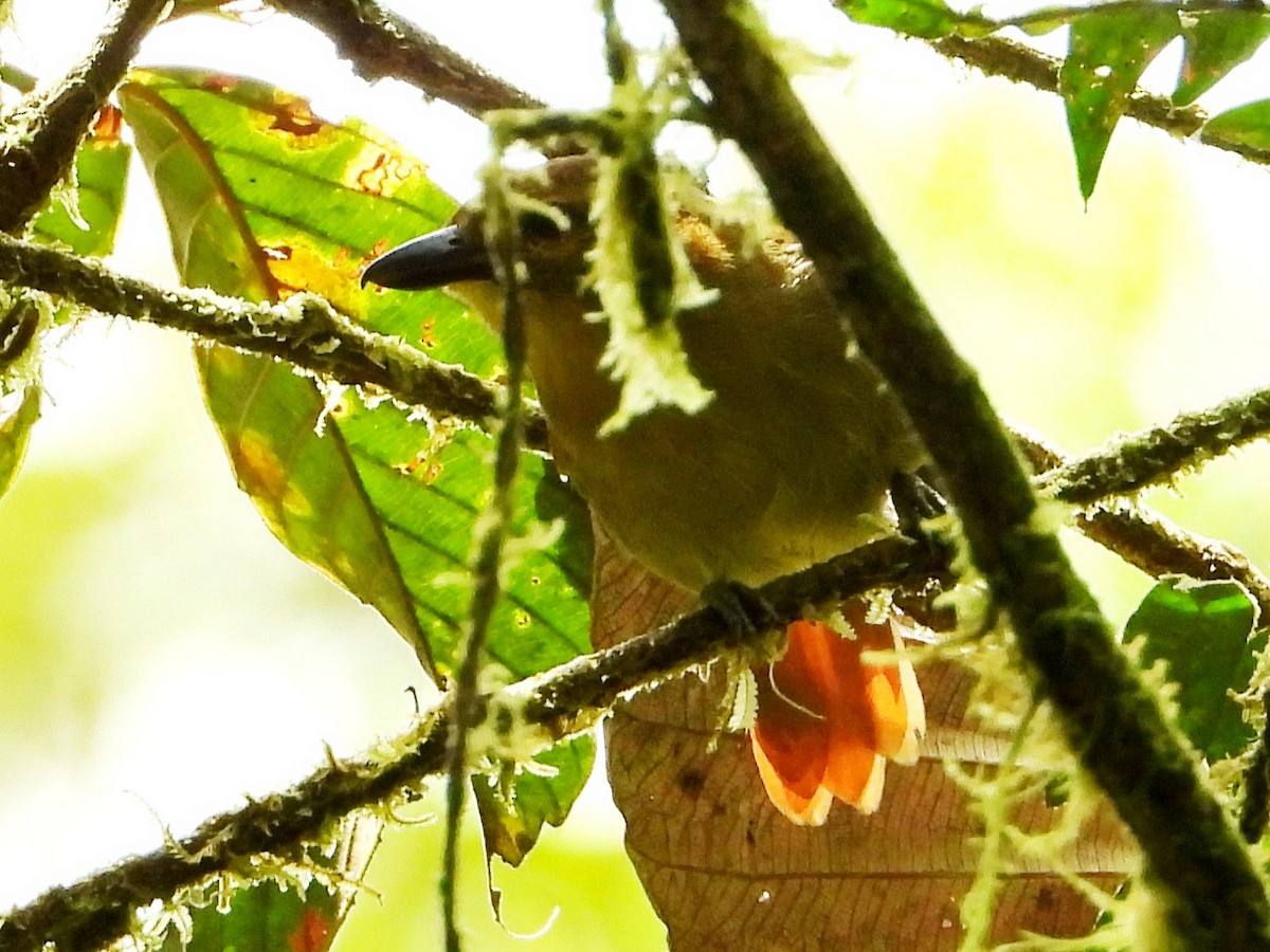 Russet Antshrike - ML642790651