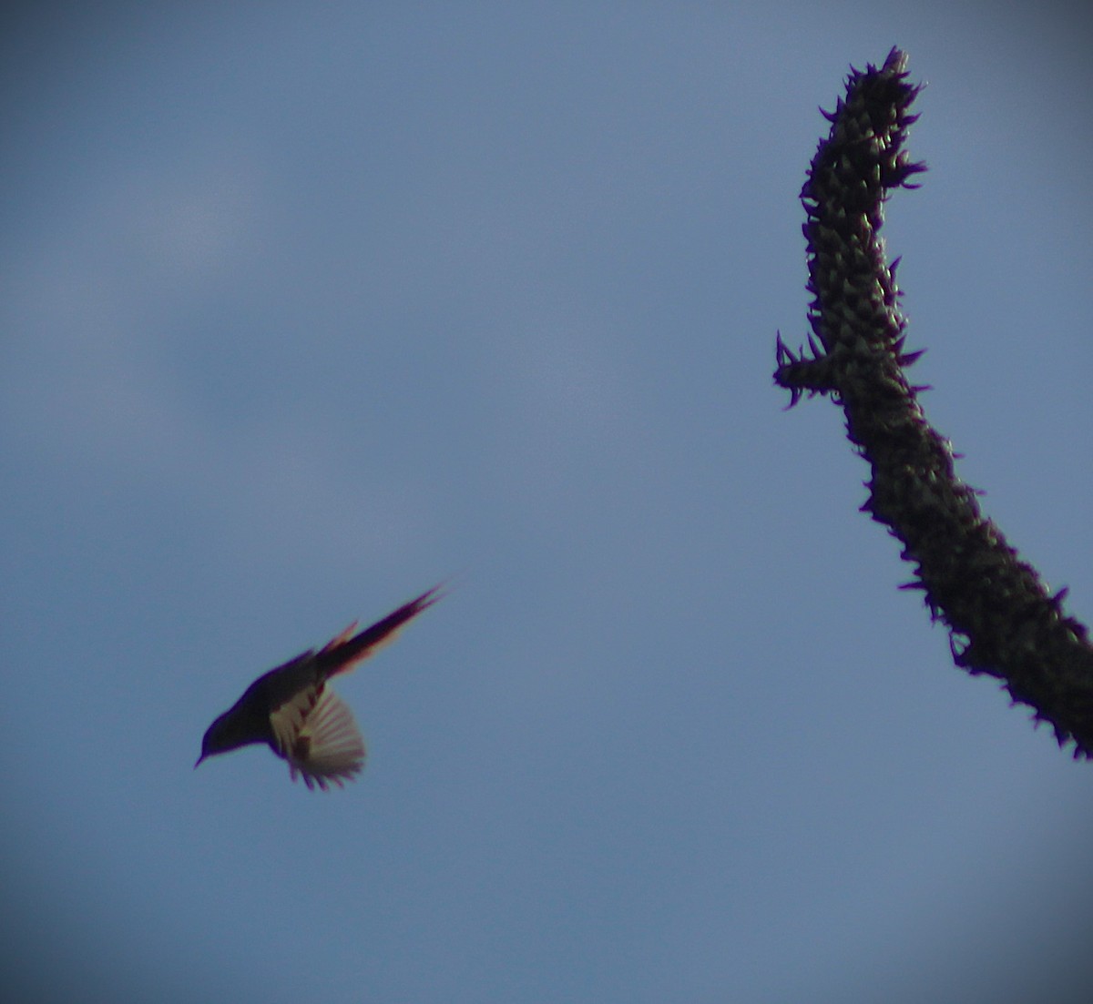 Araucaria Tit-Spinetail - ML642790663