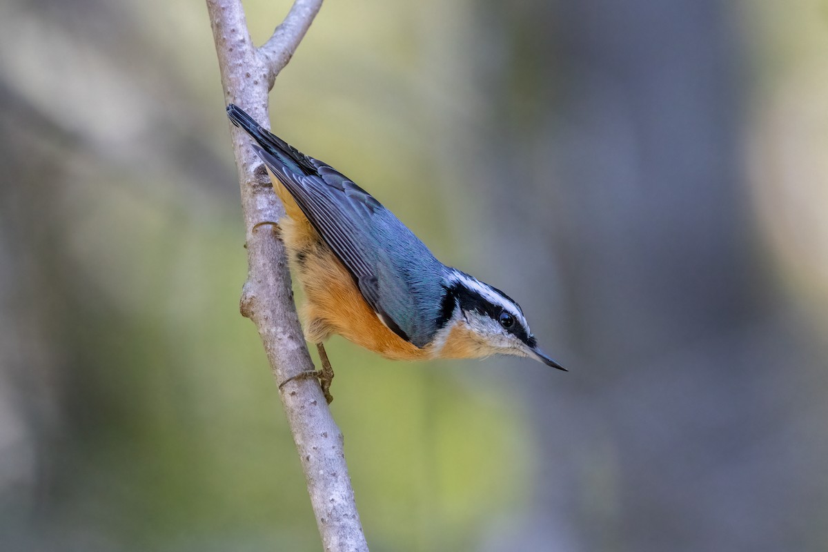 Red-breasted Nuthatch - ML642790666