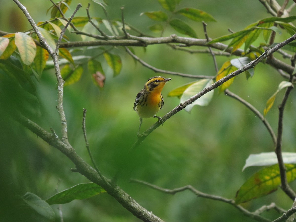 Blackburnian Warbler - ML642790669