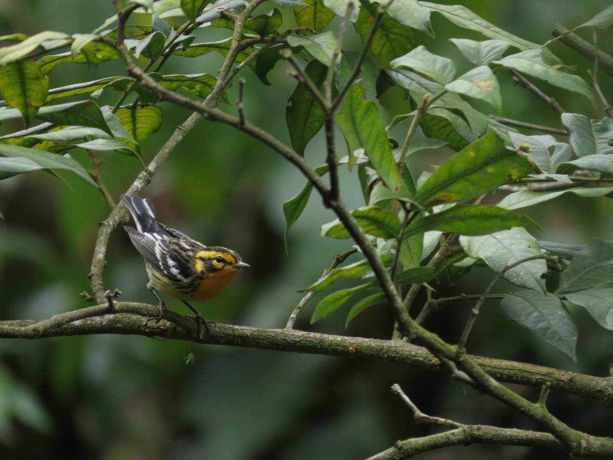 Blackburnian Warbler - ML642790671