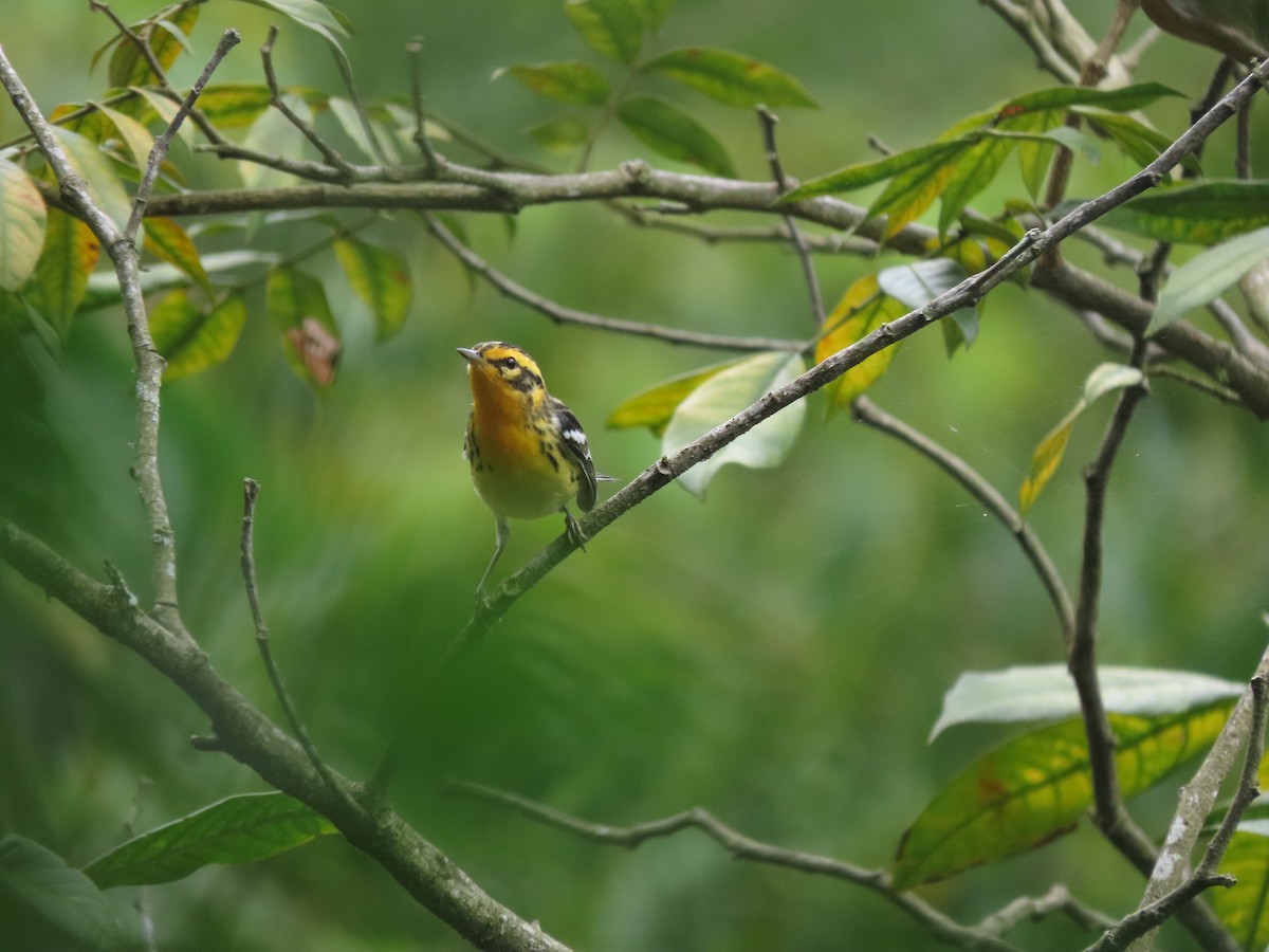Blackburnian Warbler - ML642790673