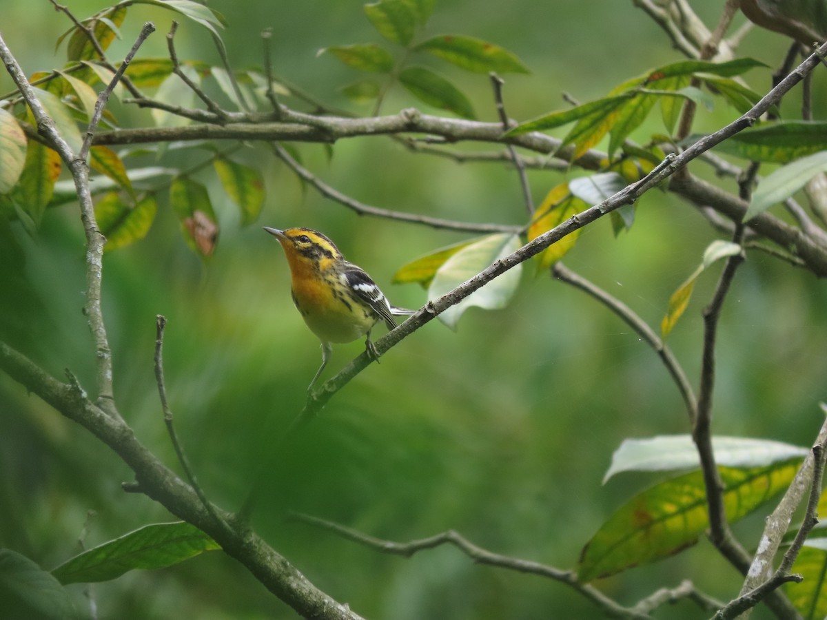 Blackburnian Warbler - ML642790676