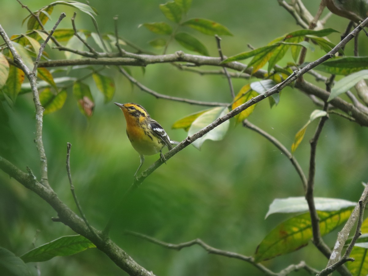 Blackburnian Warbler - ML642790688