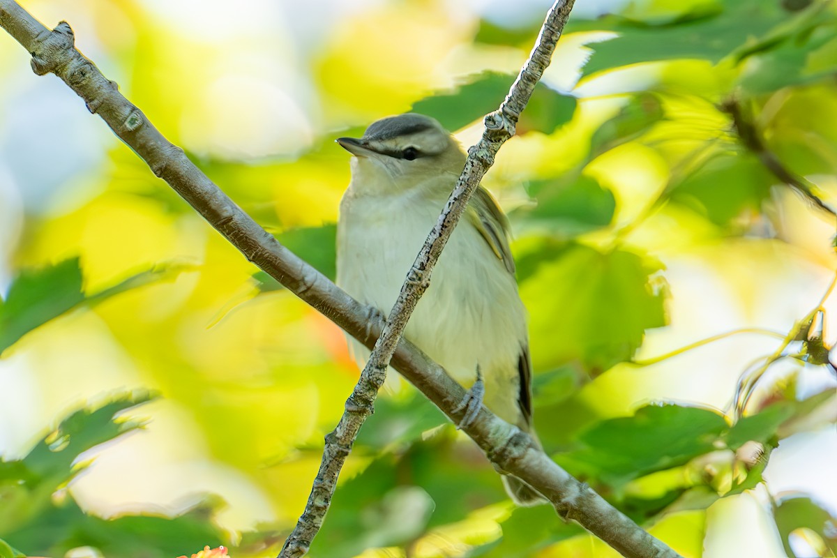 Red-eyed Vireo - ML642790696