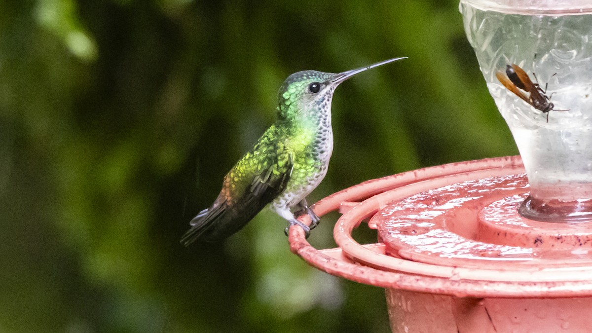 Golden-tailed Sapphire - ML642790729