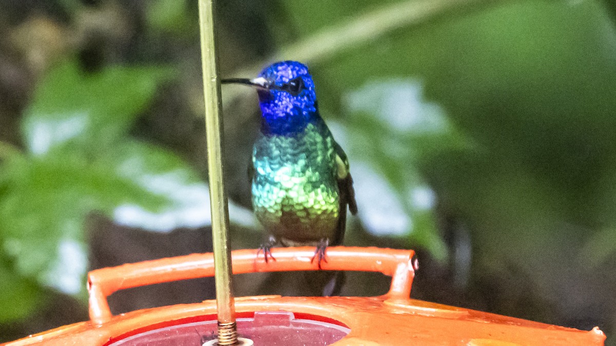 Golden-tailed Sapphire - ML642790730