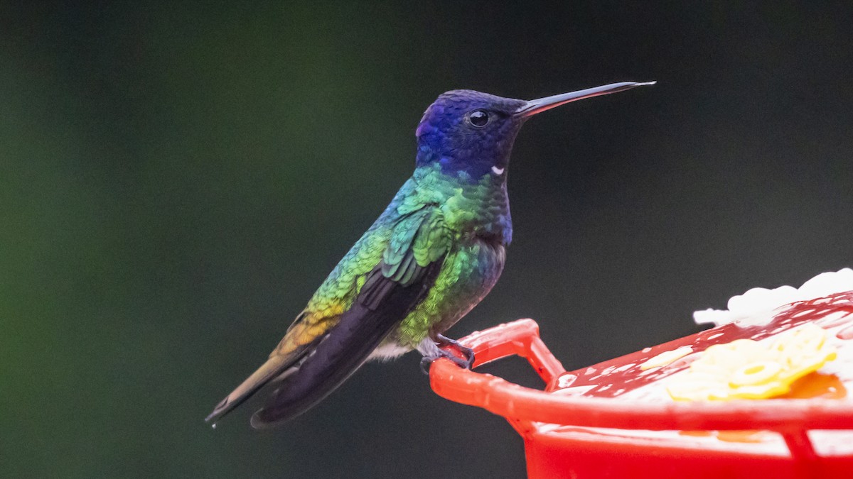 Golden-tailed Sapphire - ML642790731