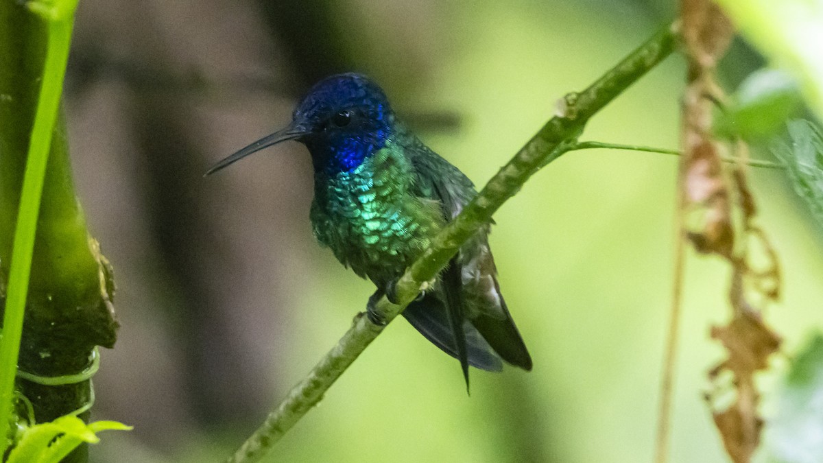 Golden-tailed Sapphire - ML642790732