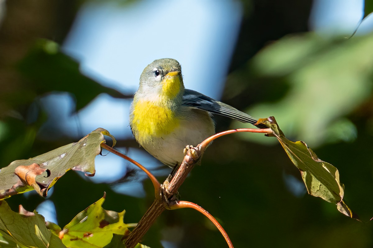 Northern Parula - ML642790737