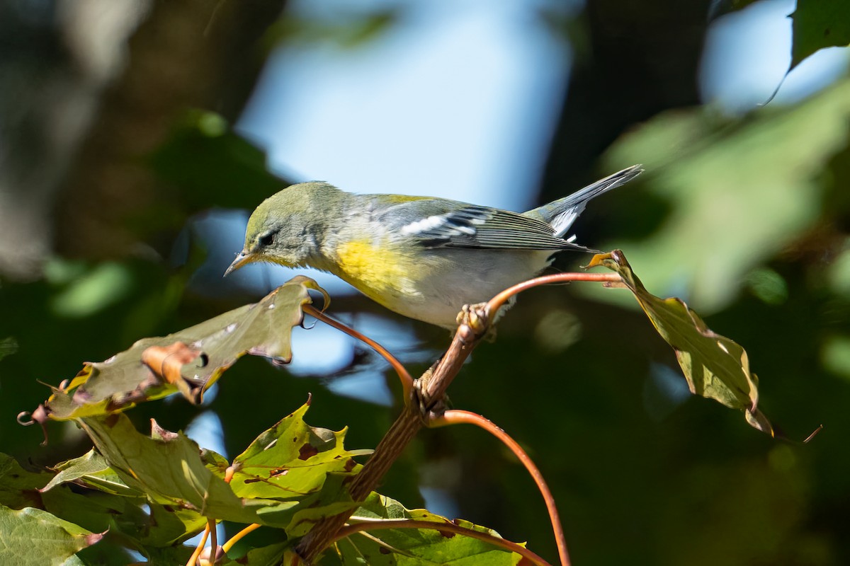 Northern Parula - ML642790738