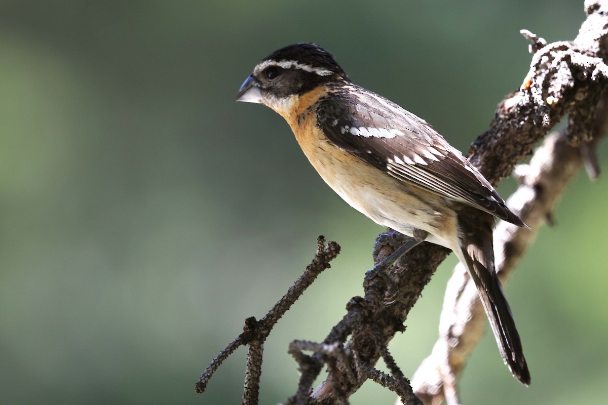 Black-headed Grosbeak - ML642790752