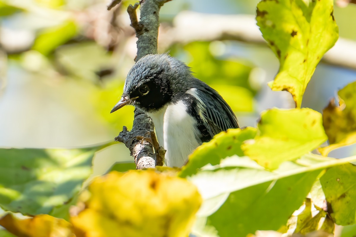 Black-throated Blue Warbler - ML642790759