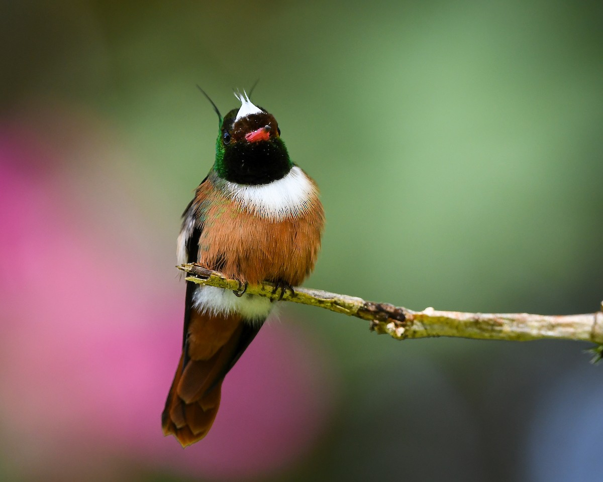 White-crested Coquette - ML642790761