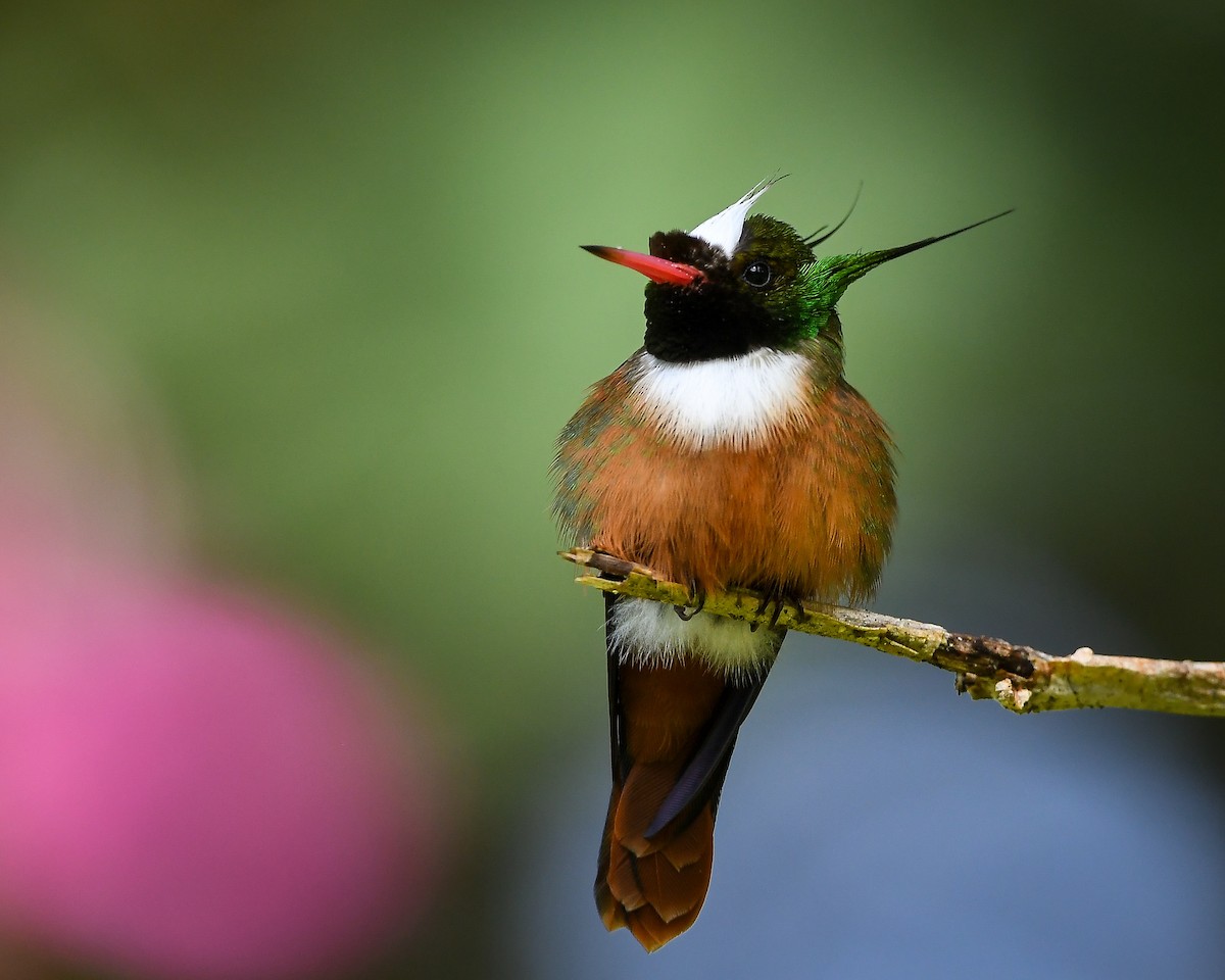 White-crested Coquette - ML642790762