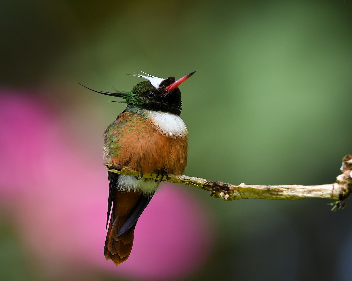 White-crested Coquette - ML642790763