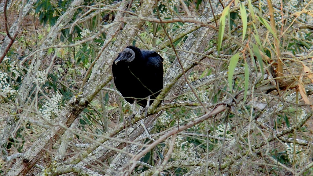 Black Vulture - ML642790780