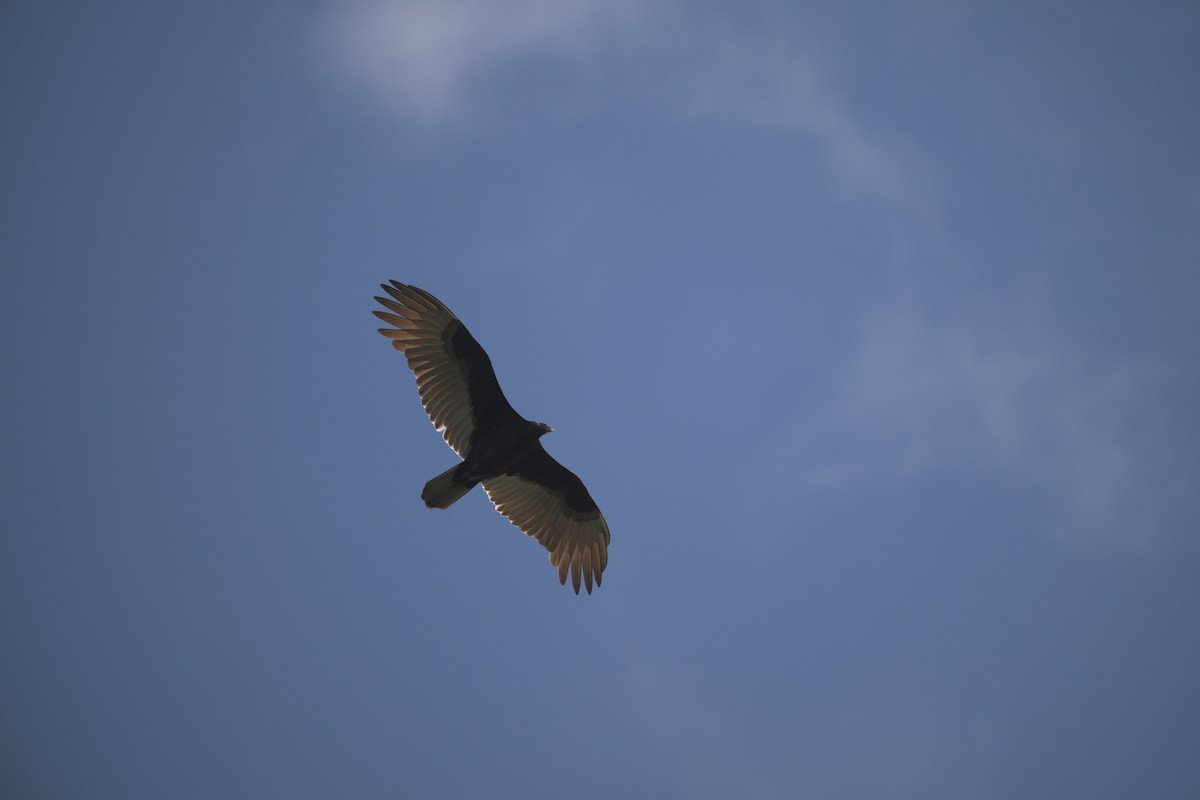 Turkey Vulture - ML642790781