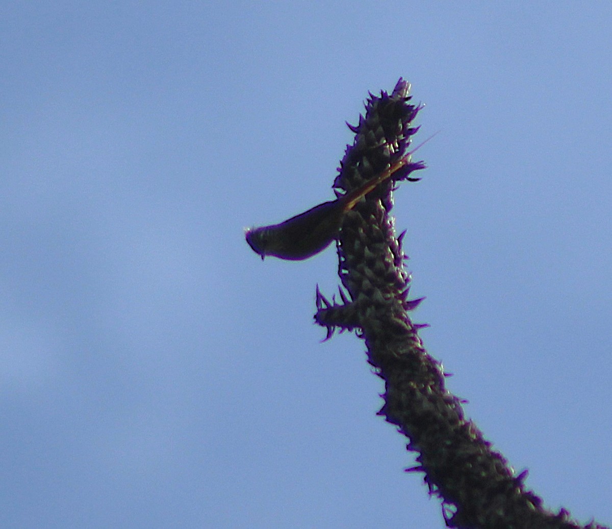 Araucaria Tit-Spinetail - ML642790784