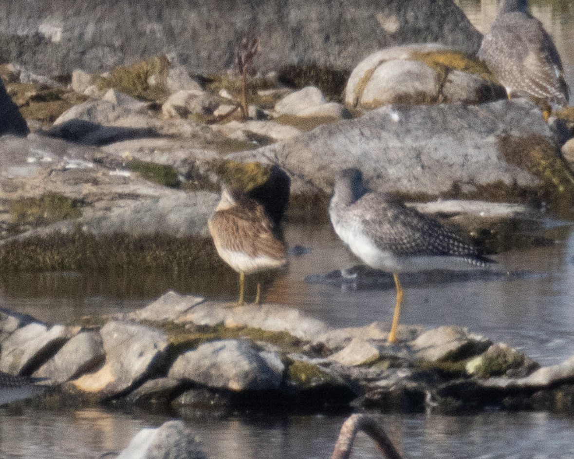 Short-billed Dowitcher - ML642790795