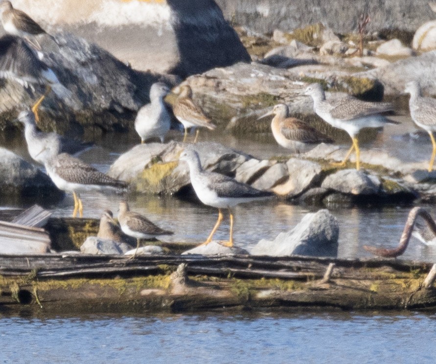 Short-billed Dowitcher - ML642790796