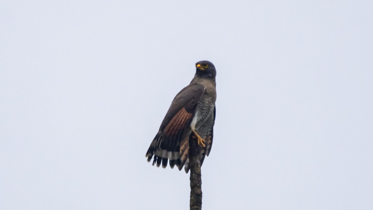 Roadside Hawk - ML642790811