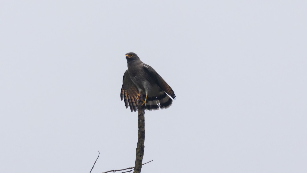 Roadside Hawk - ML642790812