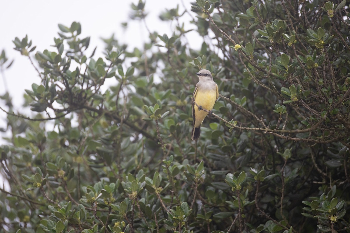 Western Kingbird - ML642790827