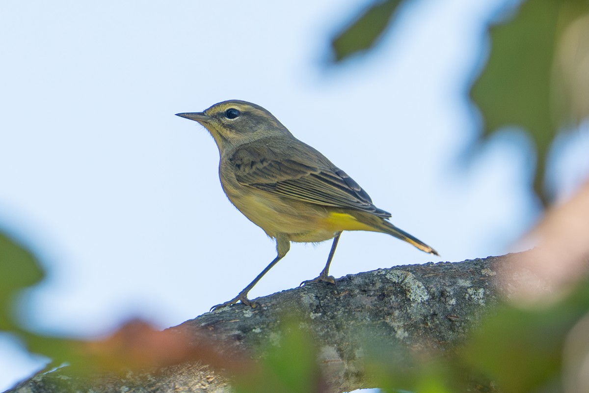 Palm Warbler - ML642790832