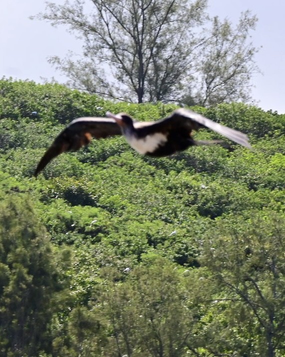 Great Frigatebird - ML642790836