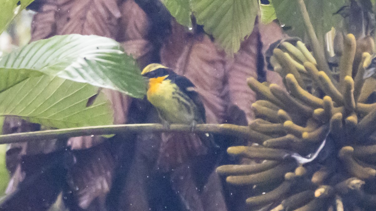 Goldbartvogel - ML642790846