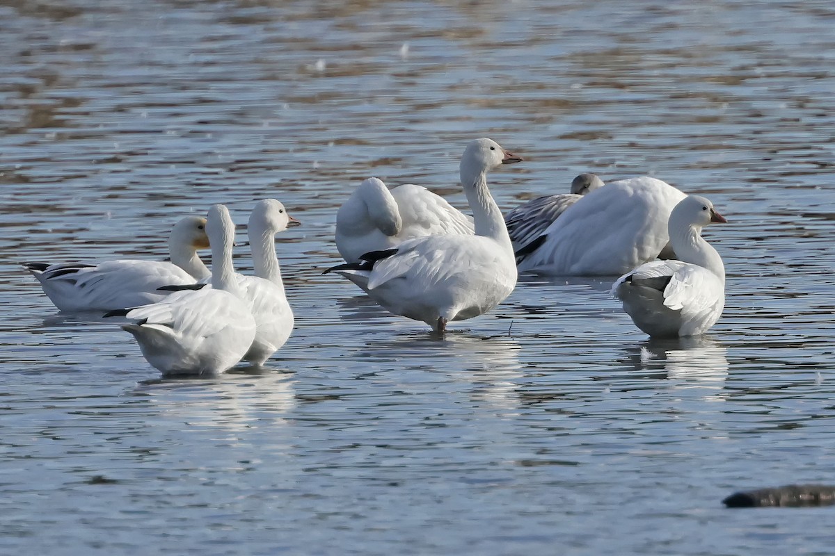 Ross's Goose - ML642790851