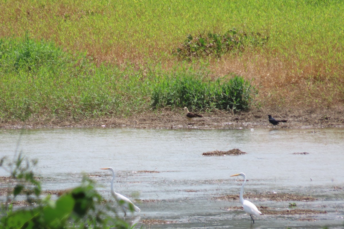 Great-tailed Grackle - ML642790859