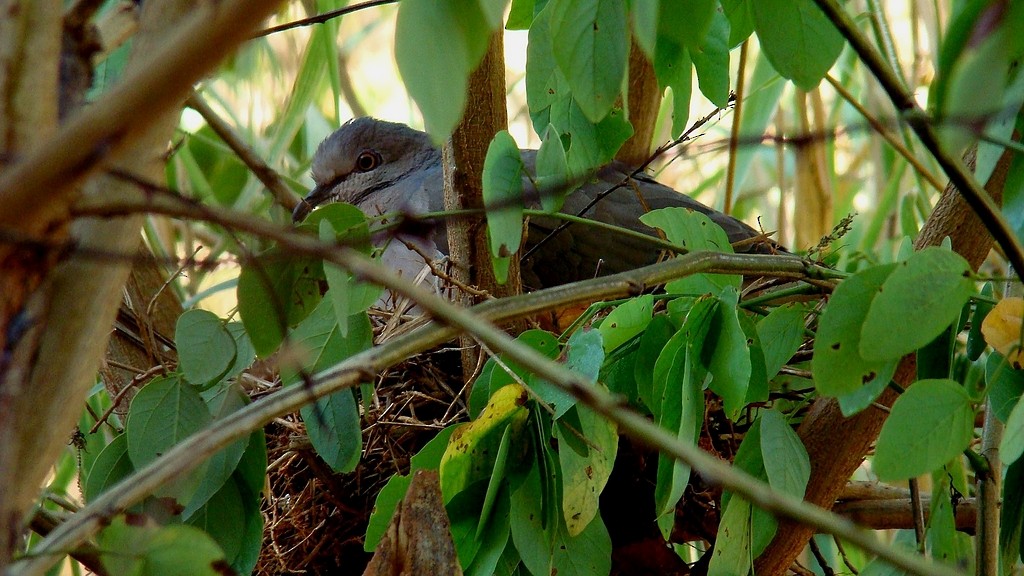 White-tipped Dove - ML642790880