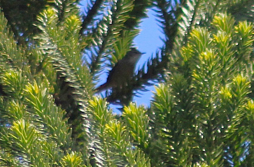 Araucaria Tit-Spinetail - ML642790896