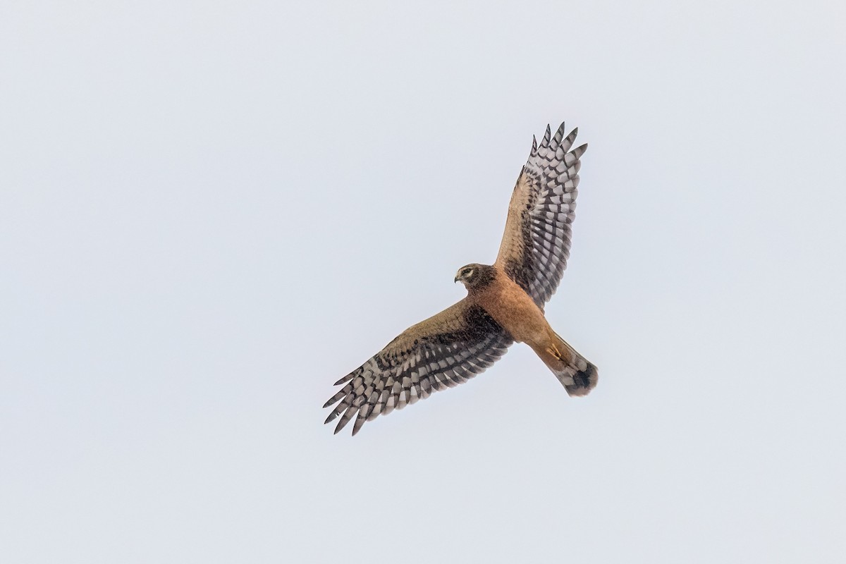 Northern Harrier - ML642790897