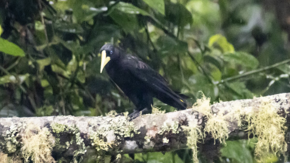 Krähenstirnvogel - ML642790912