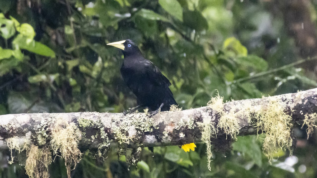 Krähenstirnvogel - ML642790913
